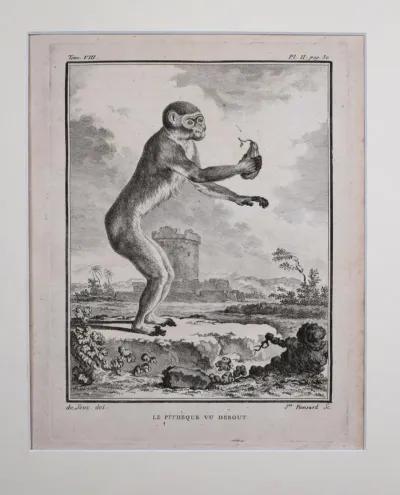 18th Century French Monkey Engraving - Antiquarian Art Company - Black