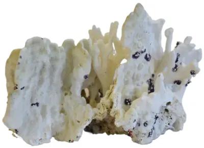 Coastal Nautical Green Coral Specimen - White