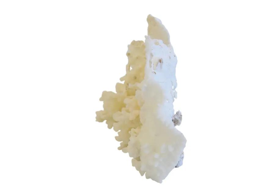 Coastal Nautical White Coral Specimen