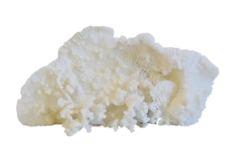 Coastal Nautical White Coral Specimen