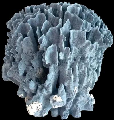 Decorator Natural Blue Coral Specimen - Ballyhoo