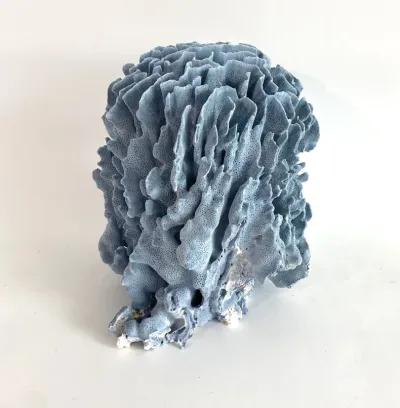 Decorator Natural Blue Coral Specimen - Ballyhoo