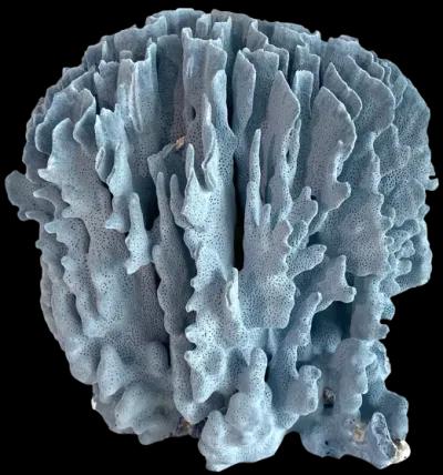 Decorator Natural Blue Coral Specimen - Ballyhoo