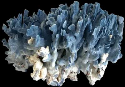 Exceptional Natural Blue Coral