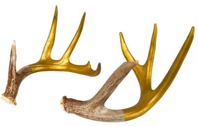 Hand-Painted Shed Deer Antlers - Set of 2