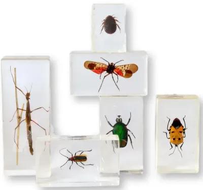 Entomology "Bugs" Science Specimens - Blue