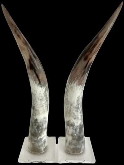 Polished Texas Steer Horn on Acrylic Bas - White