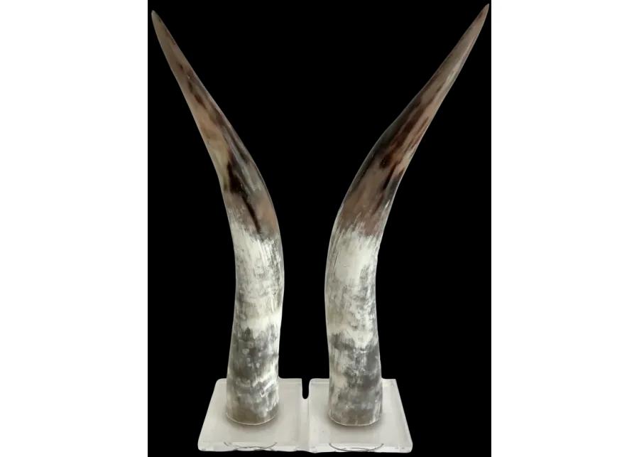 Polished Texas Steer Horn on Acrylic Bas - white