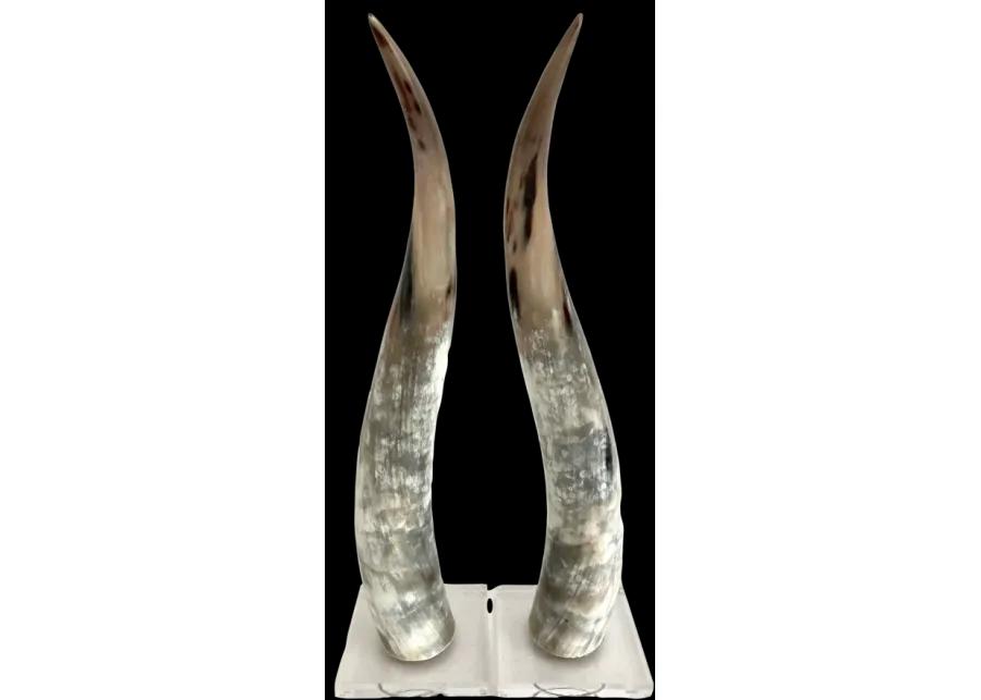 Polished Texas Steer Horn on Acrylic Bas - white