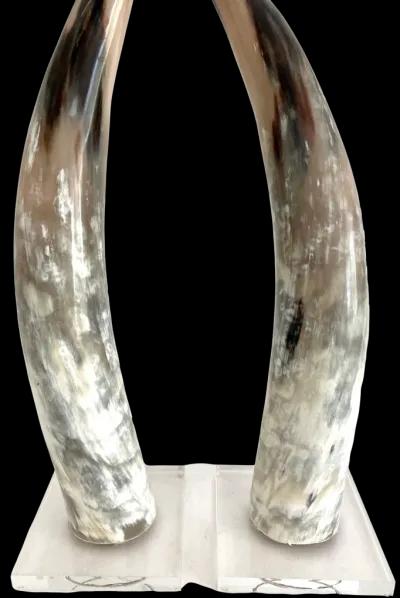 Polished Texas Steer Horn on Acrylic Bas - White