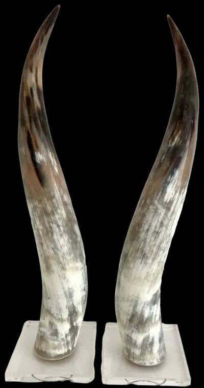 Polished Texas Steer Horn on Acrylic Bas - White