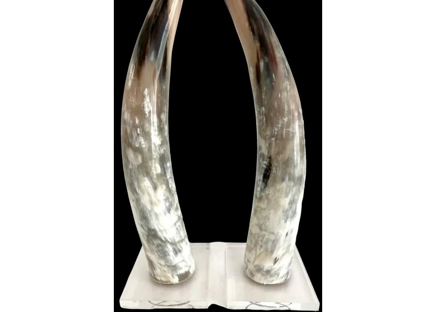 Polished Texas Steer Horn on Acrylic Bas - white