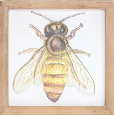 Assorted Insect Framed Plaque