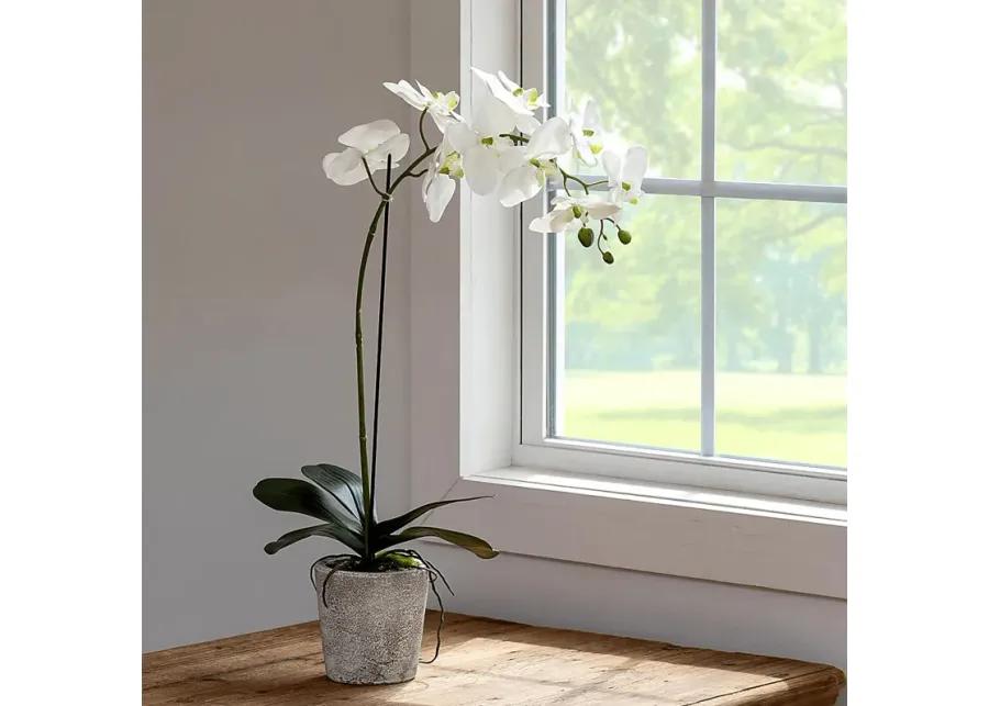 Kariba White Orchid Plant
