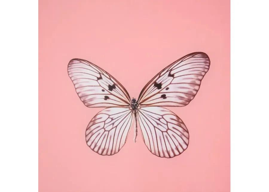 Framed Butterfly Print in Blush