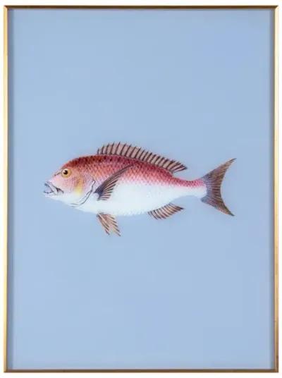 Framed Fish Print in Marine Blue