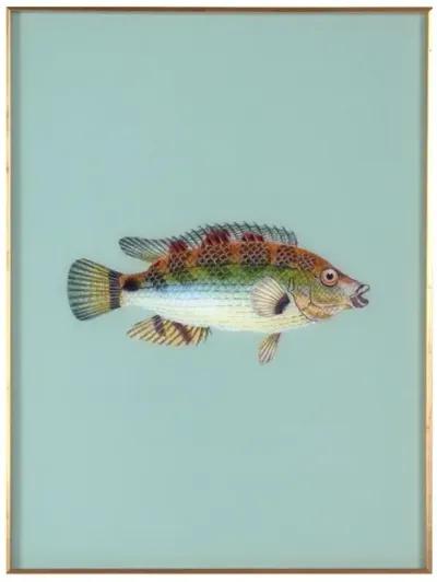 Framed Fish Print in Seagrass