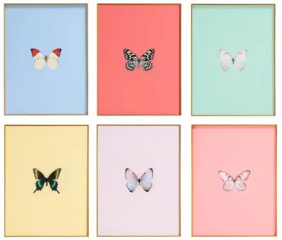 Framed Butterfly Print - Set of 6