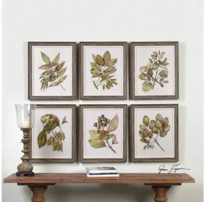 Seedlings Framed Prints S/6