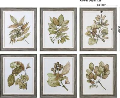 Seedlings Framed Prints S/6