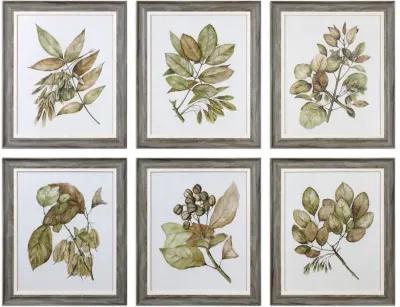 Seedlings Framed Prints S/6