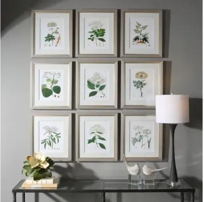 Antique Botanicals Framed Prints, S/9