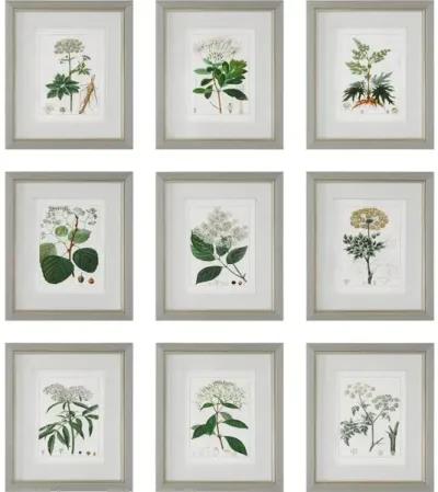 Antique Botanicals Framed Prints, S/9